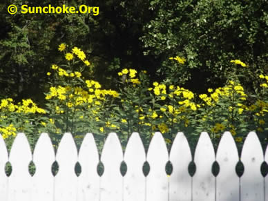 Sunchoke Fences