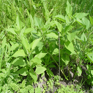 Sunchoke Plants 1