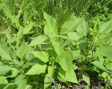 Sunchoke Flower 2