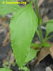 Sunchoke.Org: Image