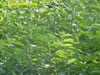 Sunchoke.Org: Image
