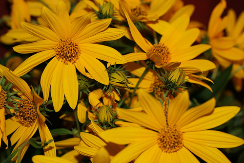 Sunchoke Flower